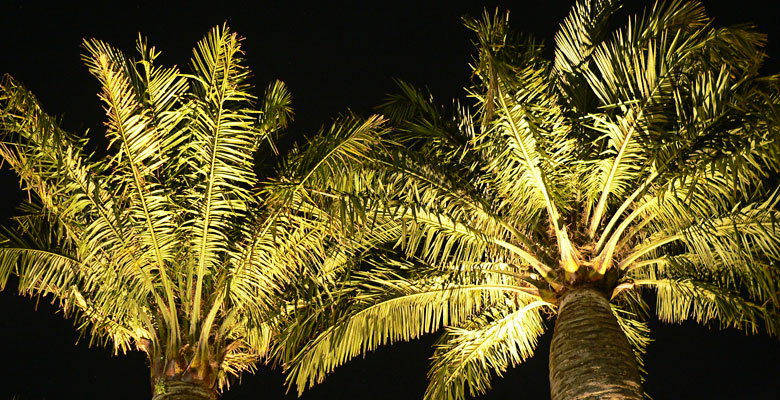 Palm trees brighten up