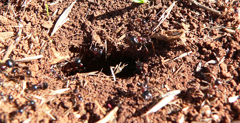 Ants