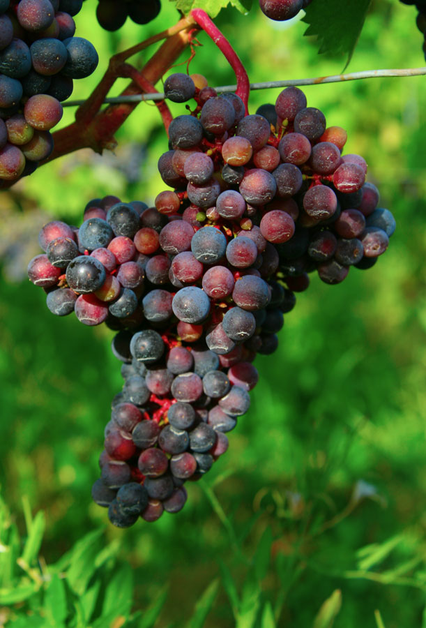 Red Grape
