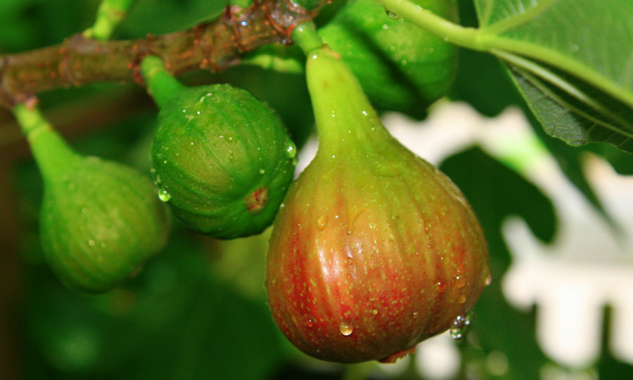 Fig