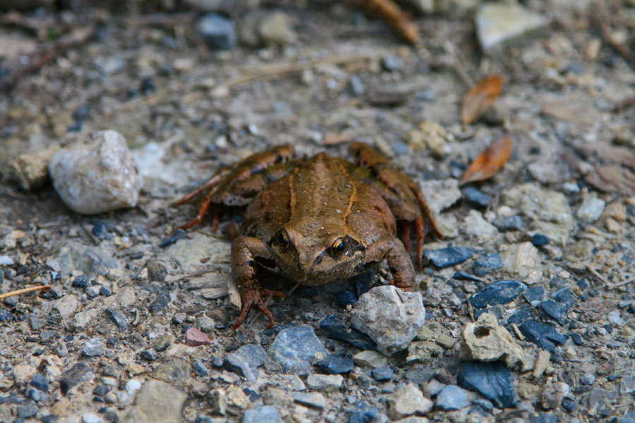 Amphibian