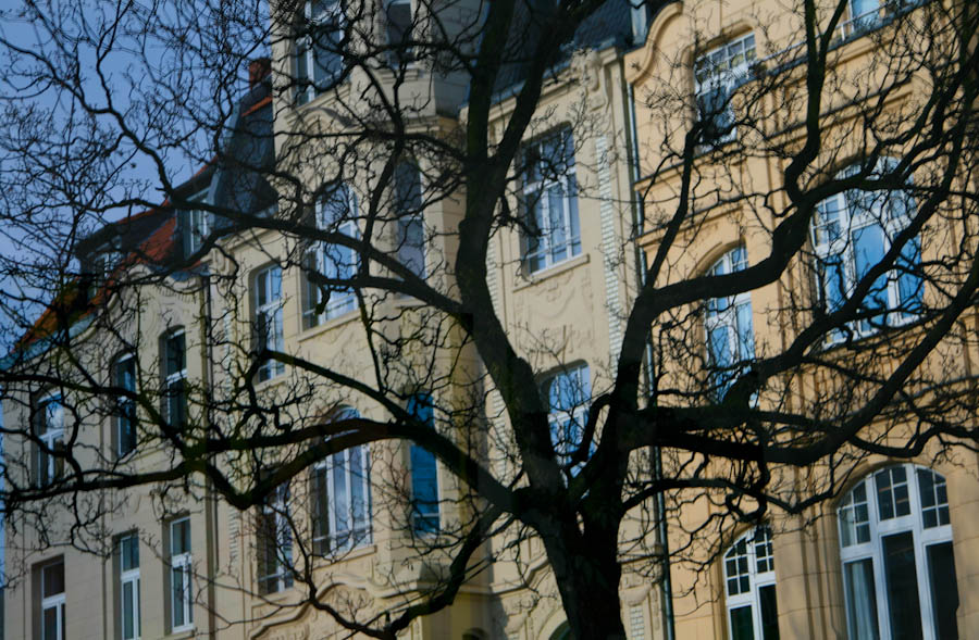Translucent Tree