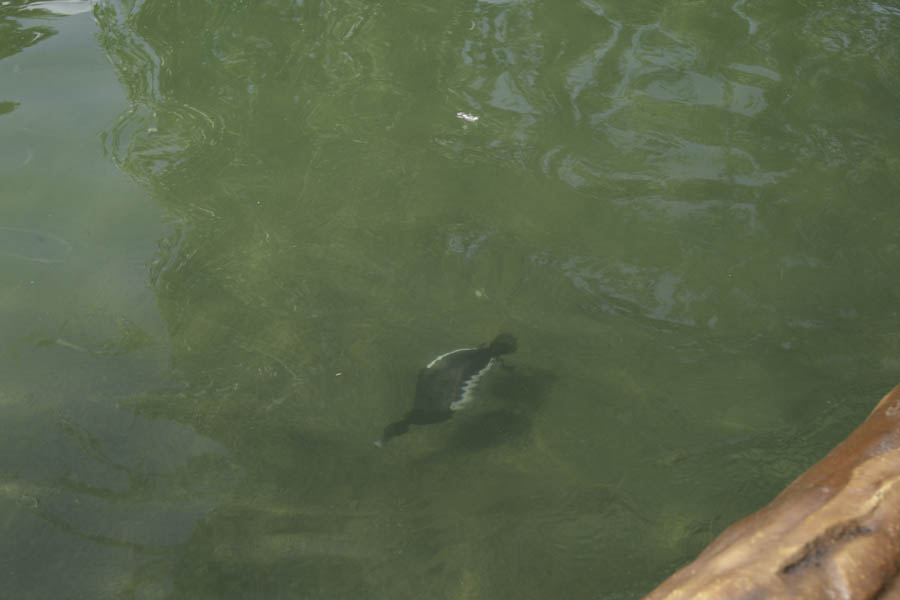 Diver