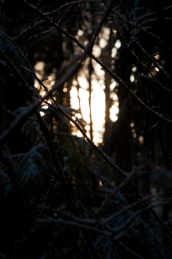 Through the branches