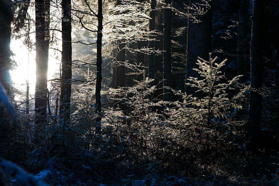 In the forest