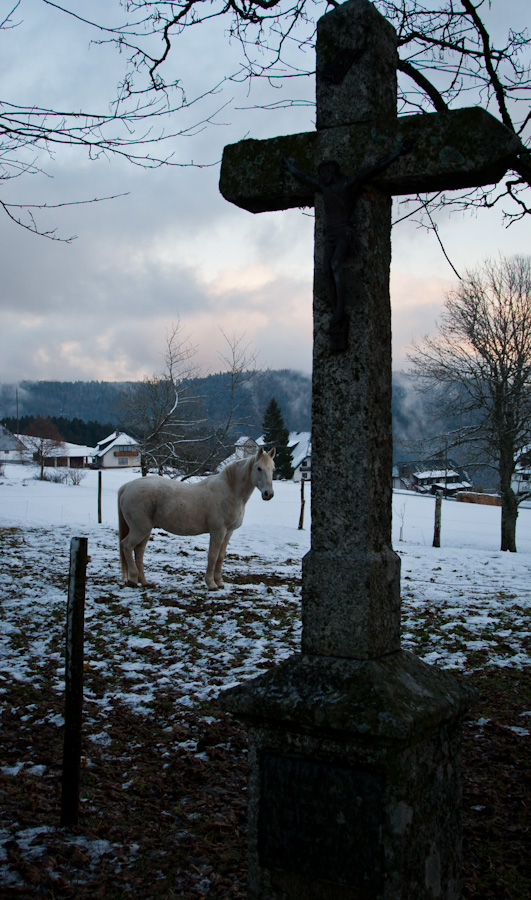 Horse