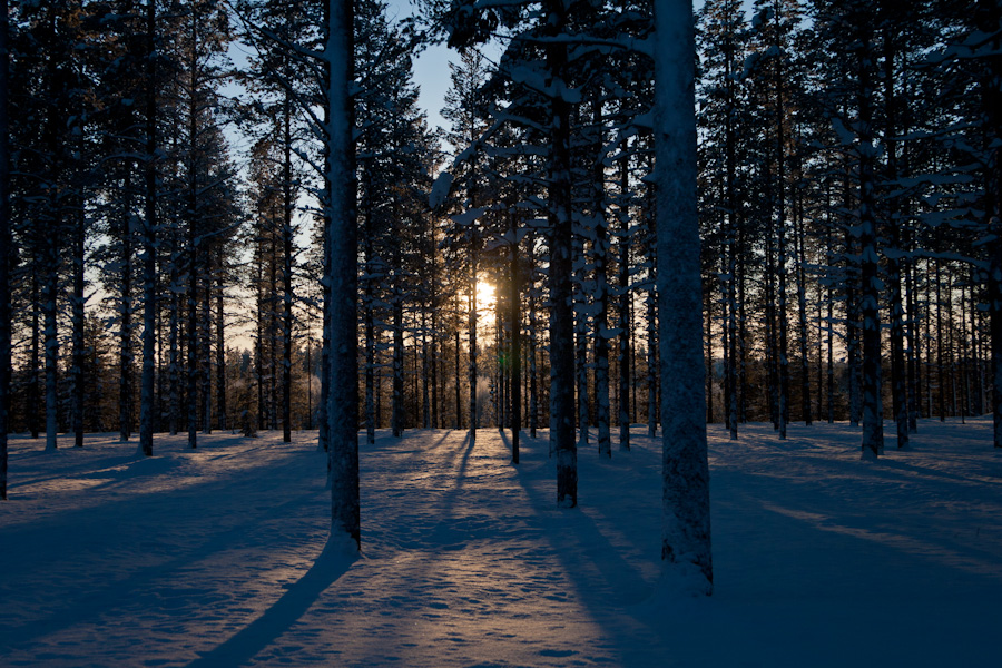 Through the trees