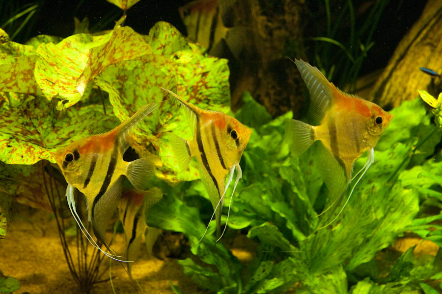 Three Fish