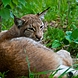 Lynx