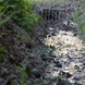 Muddy