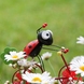 Lady Bug Bike