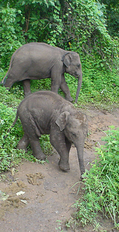 Two baby elephants