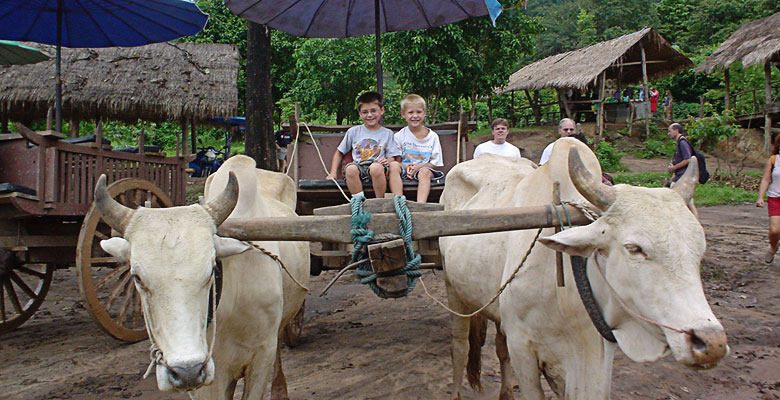 2 cows