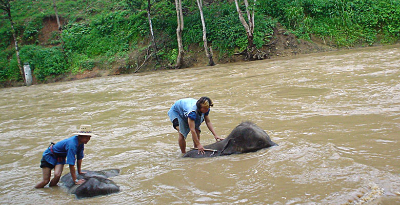 Elephant bath