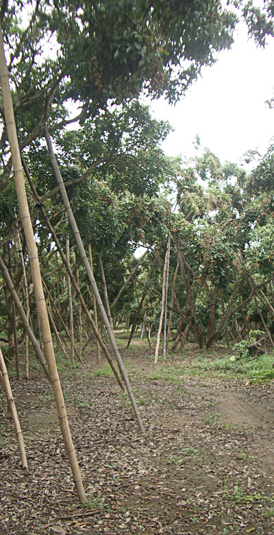 Lamyay trees and bamboo to stabilize them.