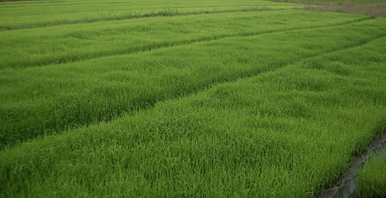 Rice field