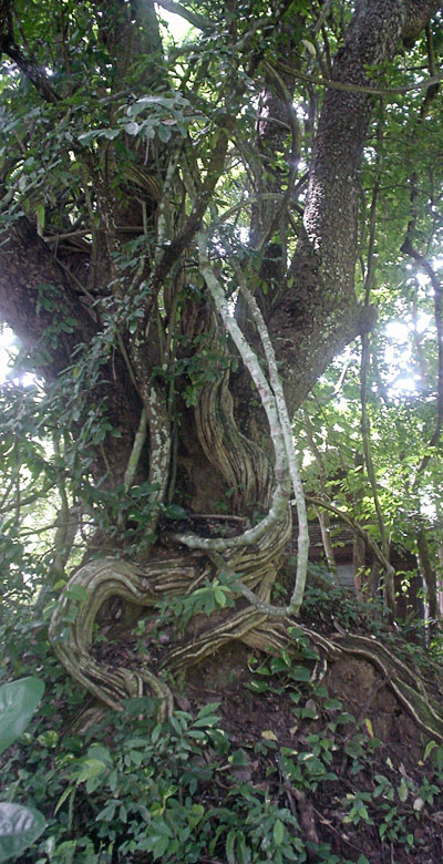 Weird looking tree