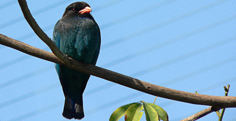 Blueish Bird