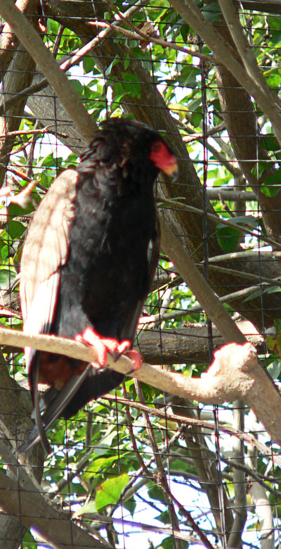 Bird with a red head