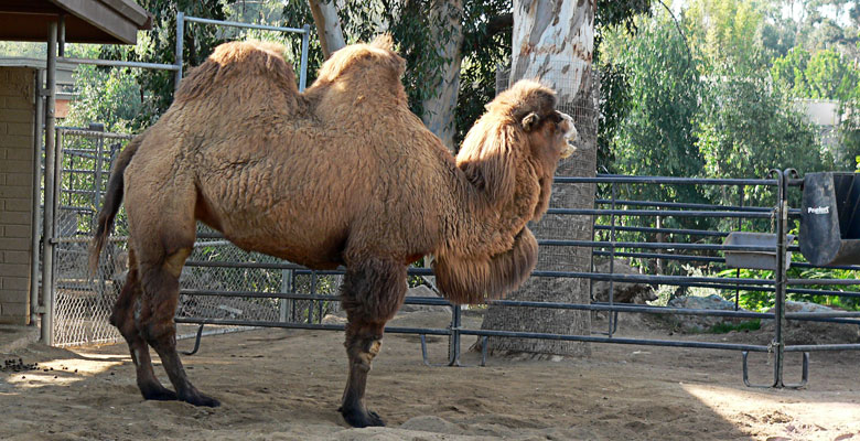 Camel