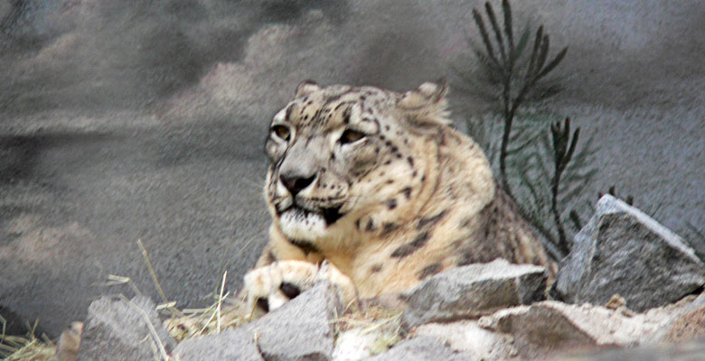 Snow Leopard
