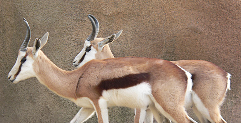 Gazelles