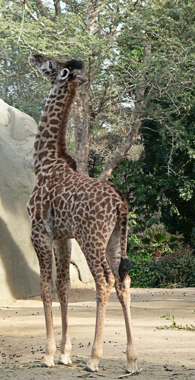 Young Giraffe