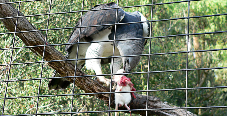 Harpy Eagle eating a rat