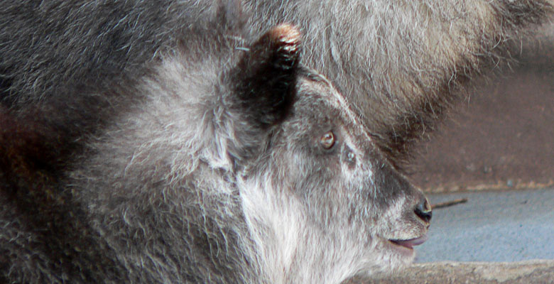 Another Japanese Mammal