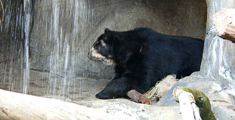 Black Bear