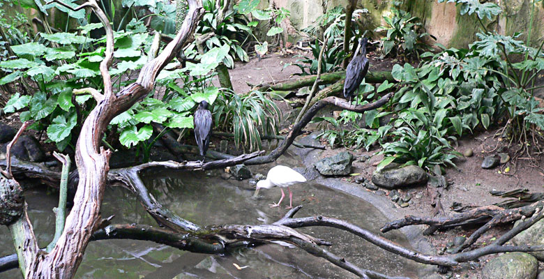 Birds in a jungle