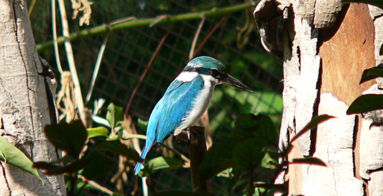 Kingfisher