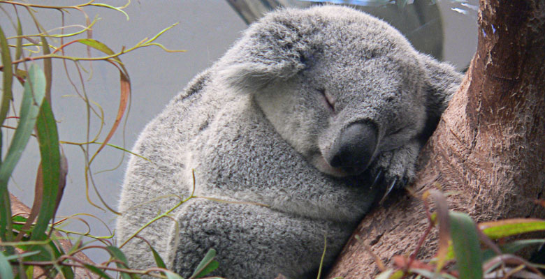 Koala Bear sleeping