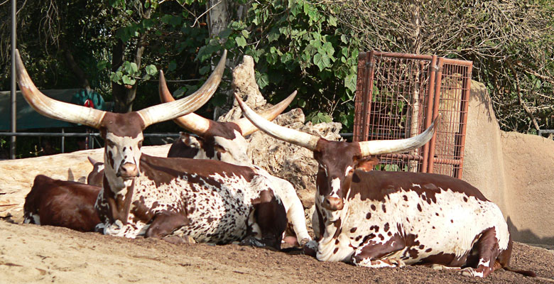 Longhorns
