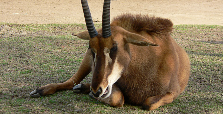 Antelope, sleeping