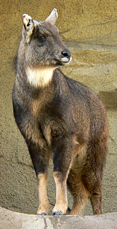 A japanese mammal 