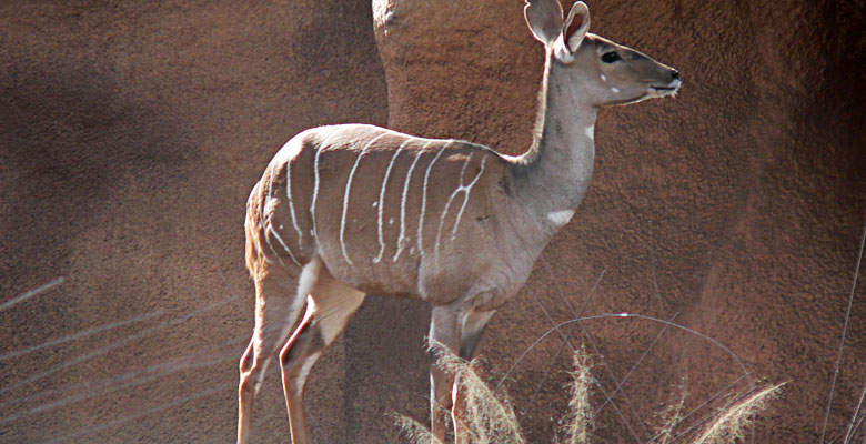 Mammal with stripes over the back