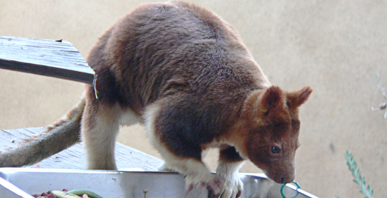 Marsupial