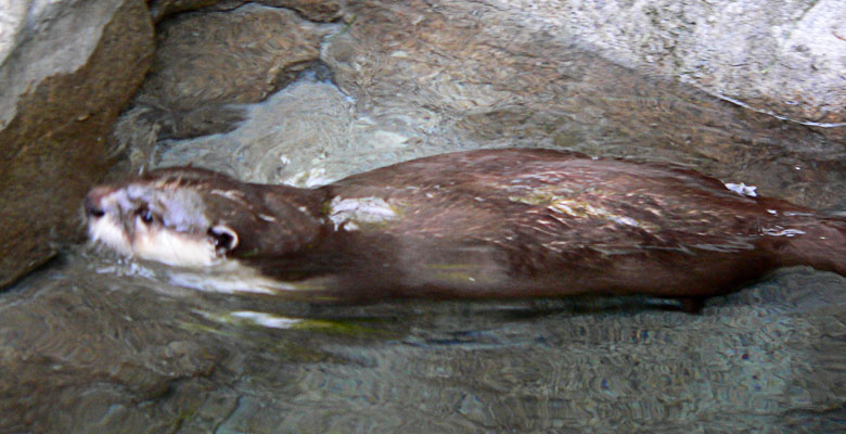 Otter, swimming