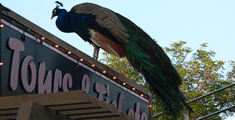 Peacock