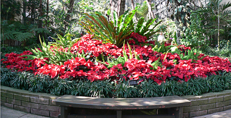 Poinsettia in a potanical garden