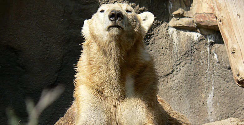 Filthy lookin' Polar Bear