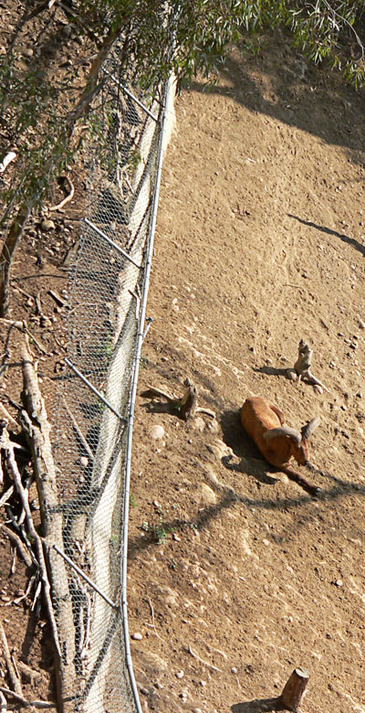 A Ram from bird perspective
