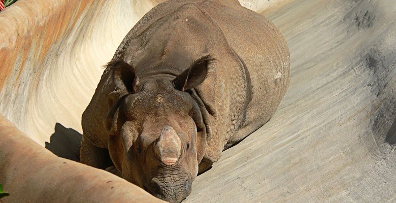 Rhinoceros, sleeping