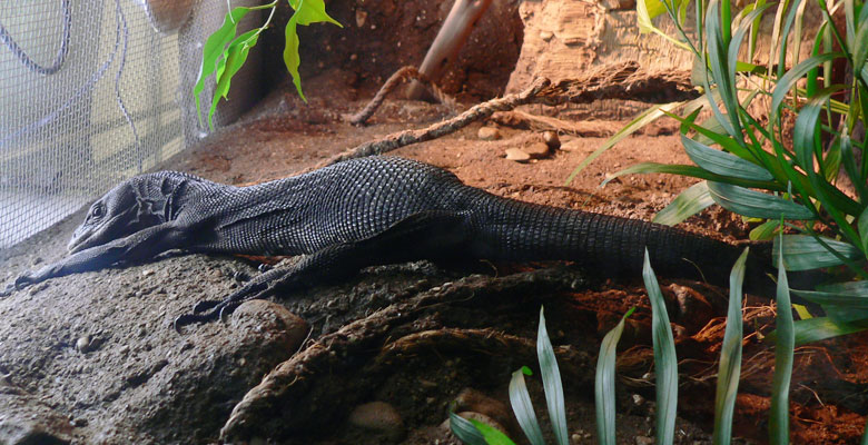 Saurian