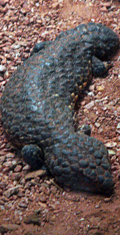Skink
