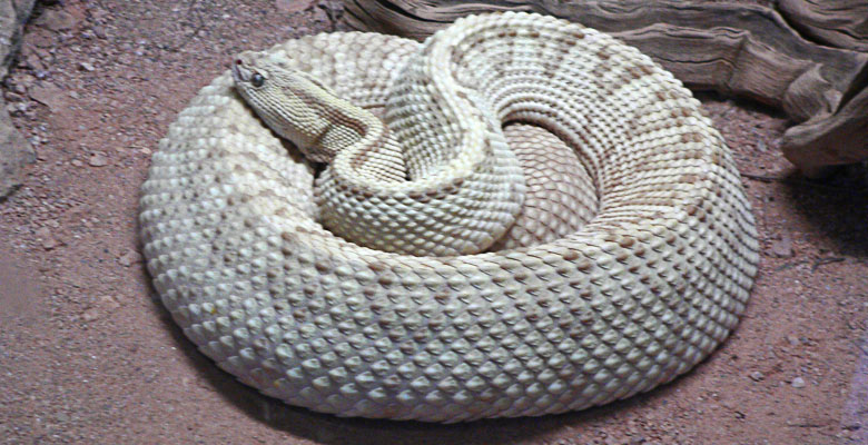White looking snake