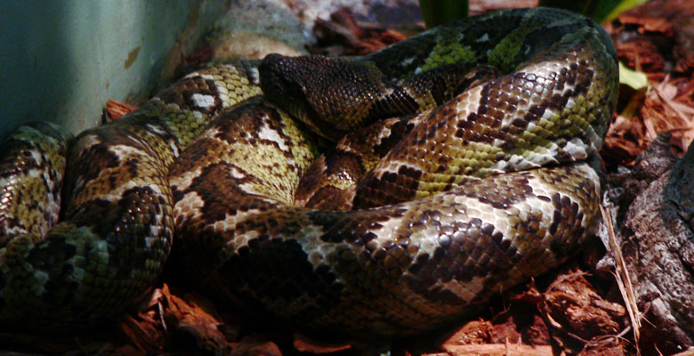 constrictor snake
