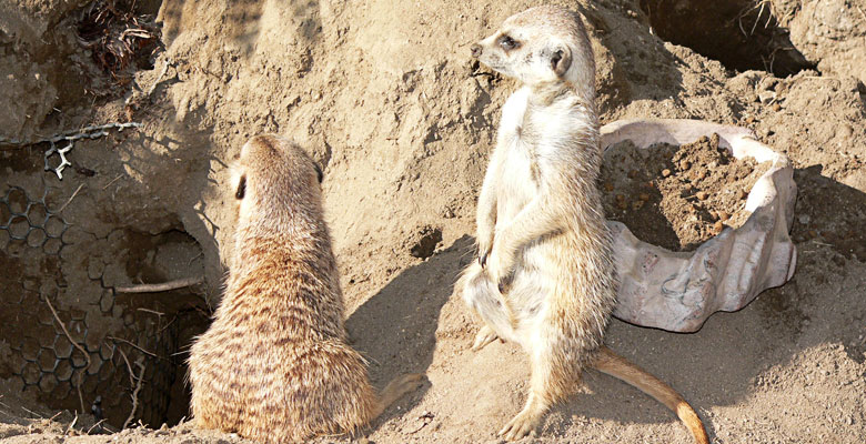 Two suricates