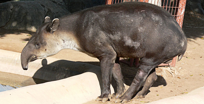 Tapir